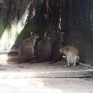 Agile and Swamp Wallabies