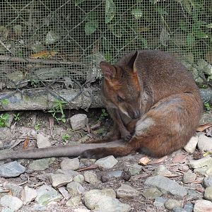 Red-legged Pademelon