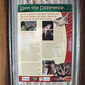 Mahogany and Squirrel Glider Sign