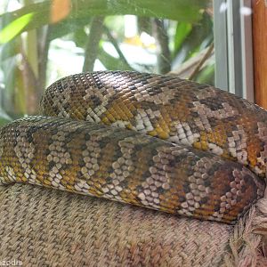 Darwin Carpet Python