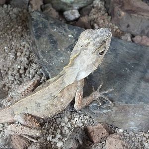 Southern Angle-headed Dragon