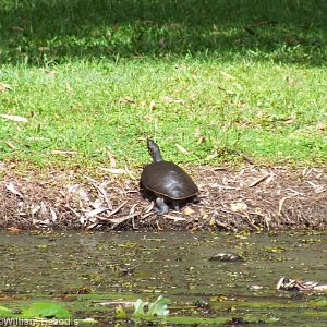 Cairns Turtle ID