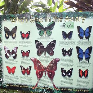 Butterfly Species Sign