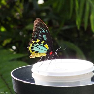 Cairns Birdwing Butterfly