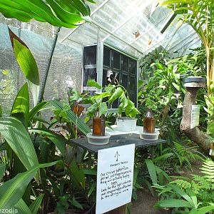 Butterfly Egg Laying Area