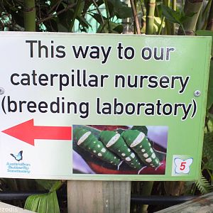 Caterpillar Nursery Sign