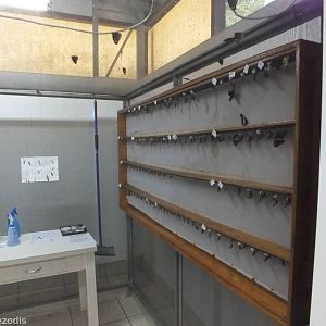 Butterflies Coming out of Chrysalises