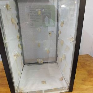 Silk Moths and Cocoons