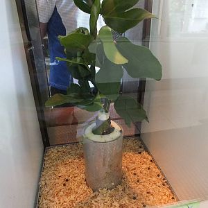 Orchard Butterfly Caterpillar Enclosure