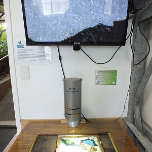 Butterfly and Microscope Display