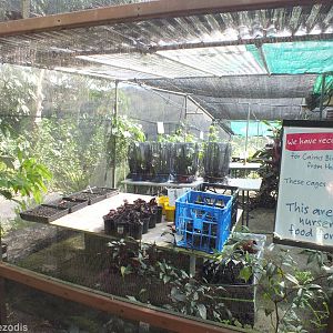 Caterpillar Food Plants Nursery