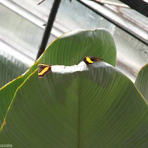 Butterfly Species (Cruiser?)