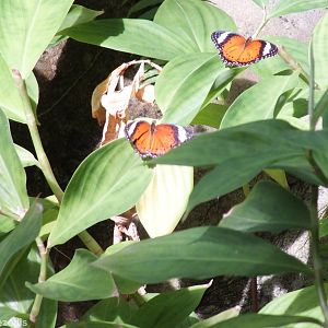 Butterfly Species (Orange Lacewing?)