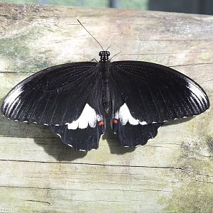 Butterfly Species? (Eggfly?)