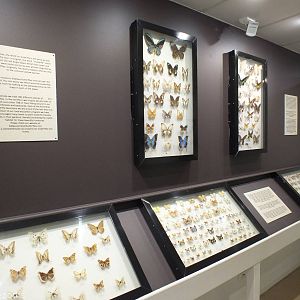Part of Butterfly Museum