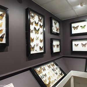 Part of Butterfly Museum