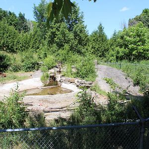 American Black Bear Enclosure - June 2016