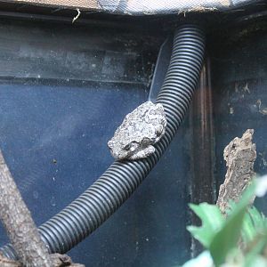 Gray Treefrog - June 2016