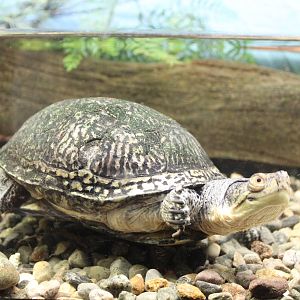 Blanding's Turtle - June 2016