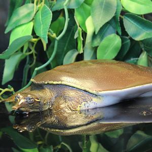 Spiny Softshell Turtle - June 2016