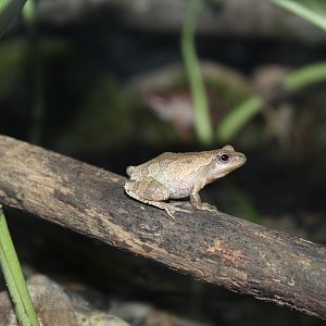 Spring Peeper - June 2016
