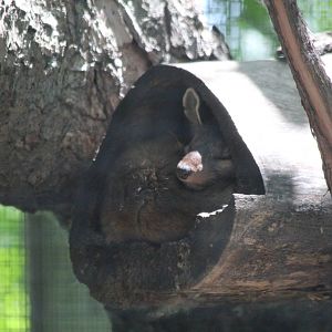 American Marten - June 2016