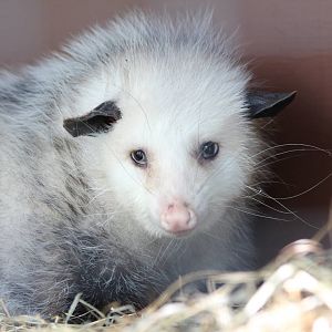 Virginia Opossum - June 2016