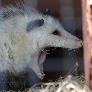 Virginia Opossom - June 2016