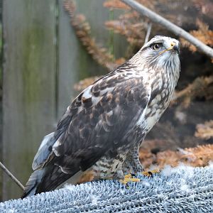 Rough-legged Hawk - June 2016