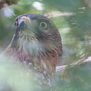 Broad-winged Hawk - June 2016