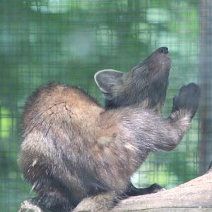 American Marten - June 2016