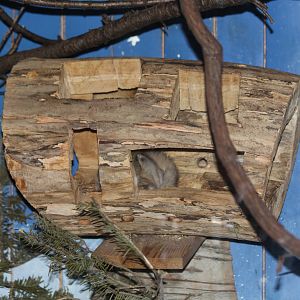 Northern Flying Squirrel - June 2016