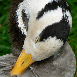 Bar-headed Goose - 9 July 2016