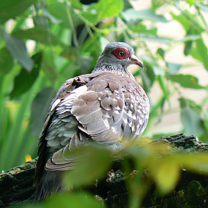 Speckled Pigeon - 9 July 2016