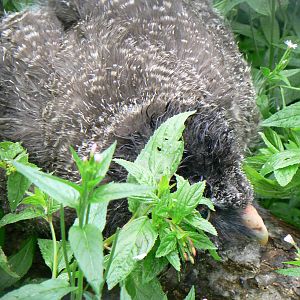 Eurasian Great Grey Owl Chick - 9 July 2016