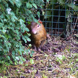Central American Agouti - 9 July 2016