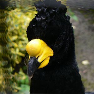 Yellow-knobbed Curassow - 9 July 2016