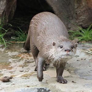 Asian small-clawed otter