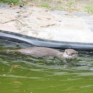 Asian small-clawed otter