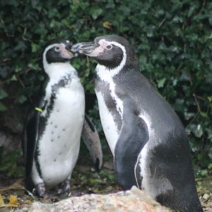 Humboldt penguins