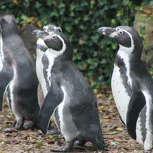 Humboldt penguins