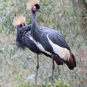 Crowned cranes