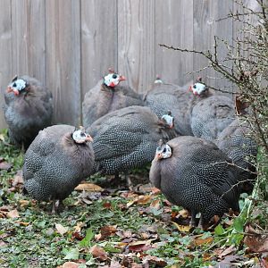 Guineafowl