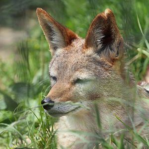 Black-backed jackal, Dvorec Zoo