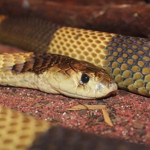 Snouted cobra, Dvorec Zoo