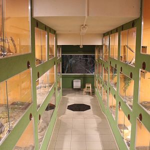 Cobra House, Dvorec Zoo