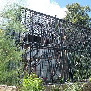 Gibbon cage, Dvorec Zoo