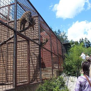 Baboon cage, Dvorec Zoo