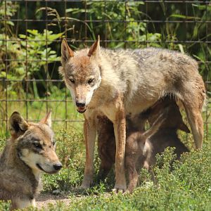 Wolves, Dvorec Zoo