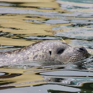 Harbour seal